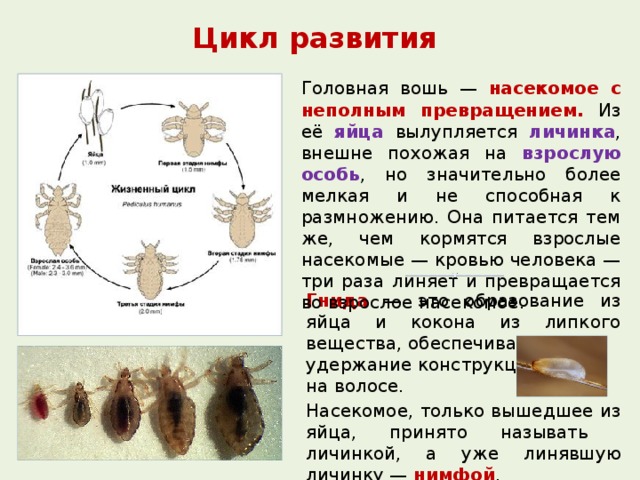 фото, стадии развития вшей картинки как выбрать качественный
