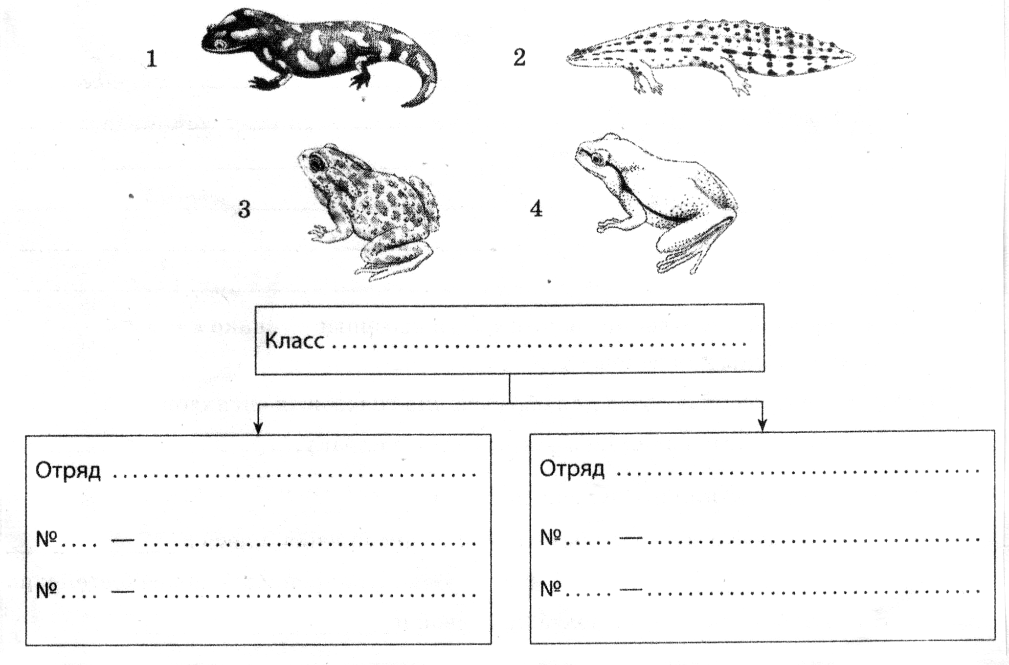 Заполните схему класс земноводные