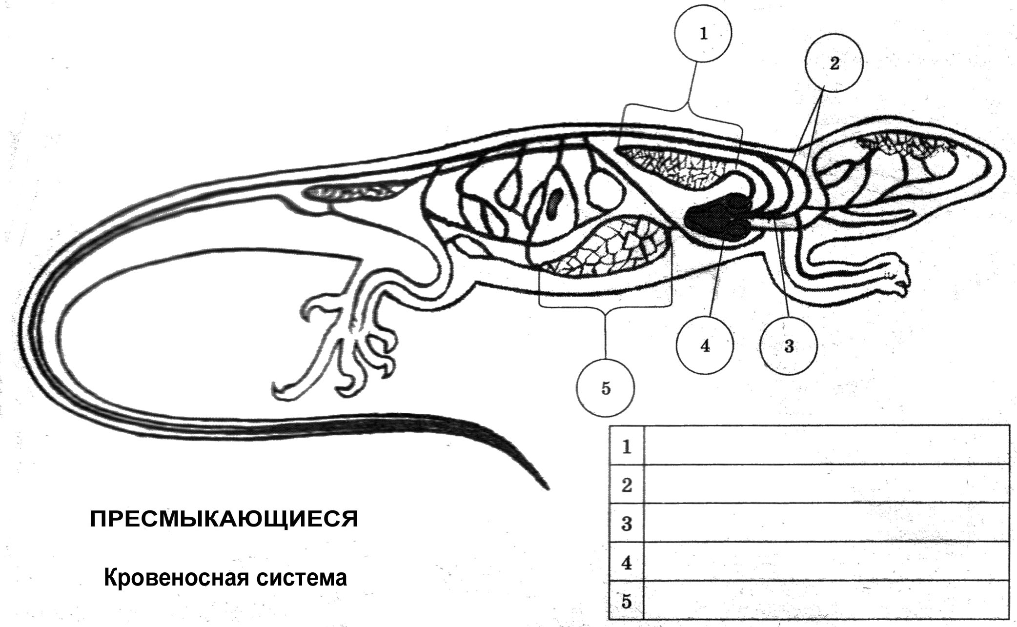 Конспект урока 