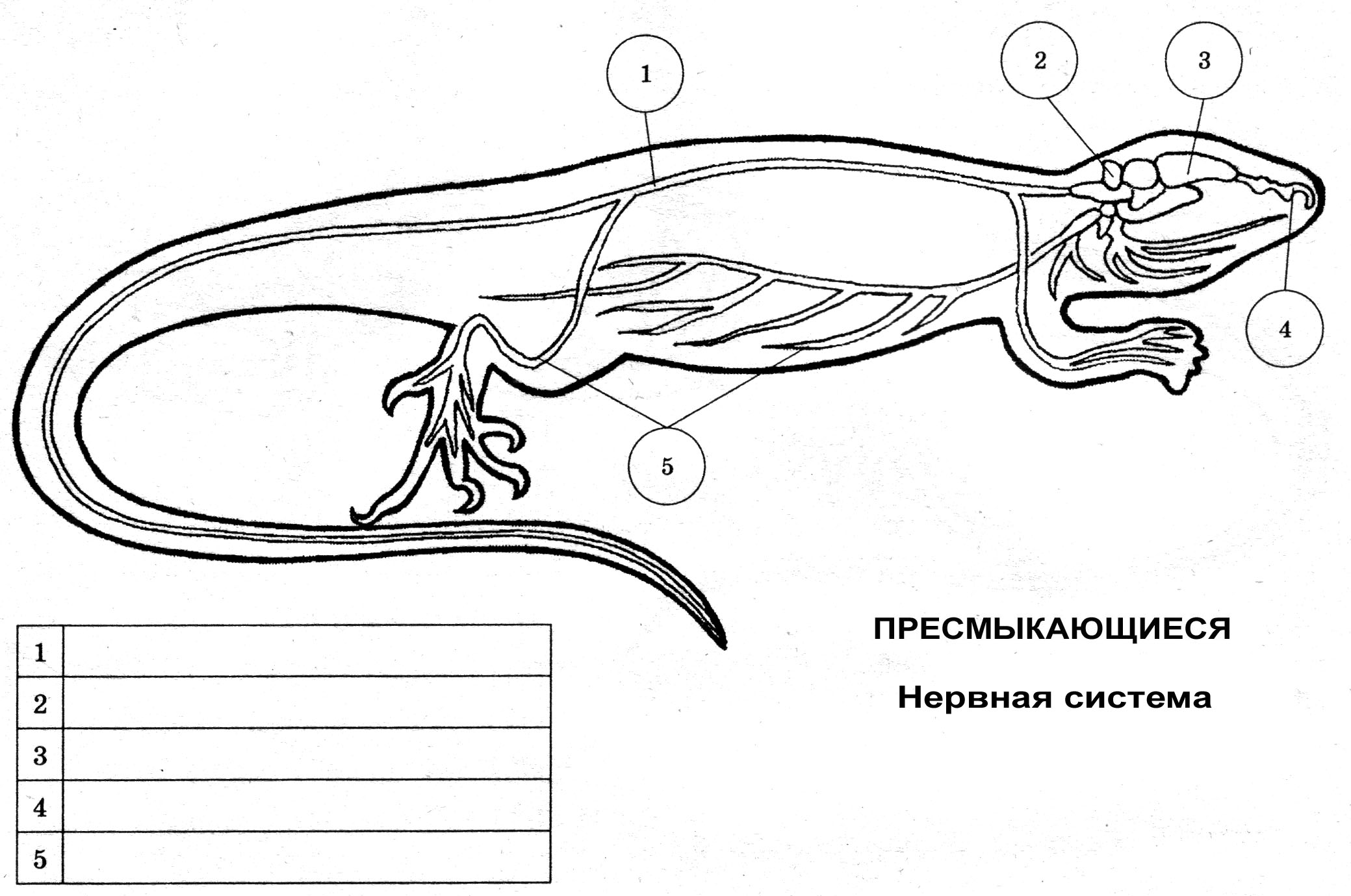 Конспект урока 