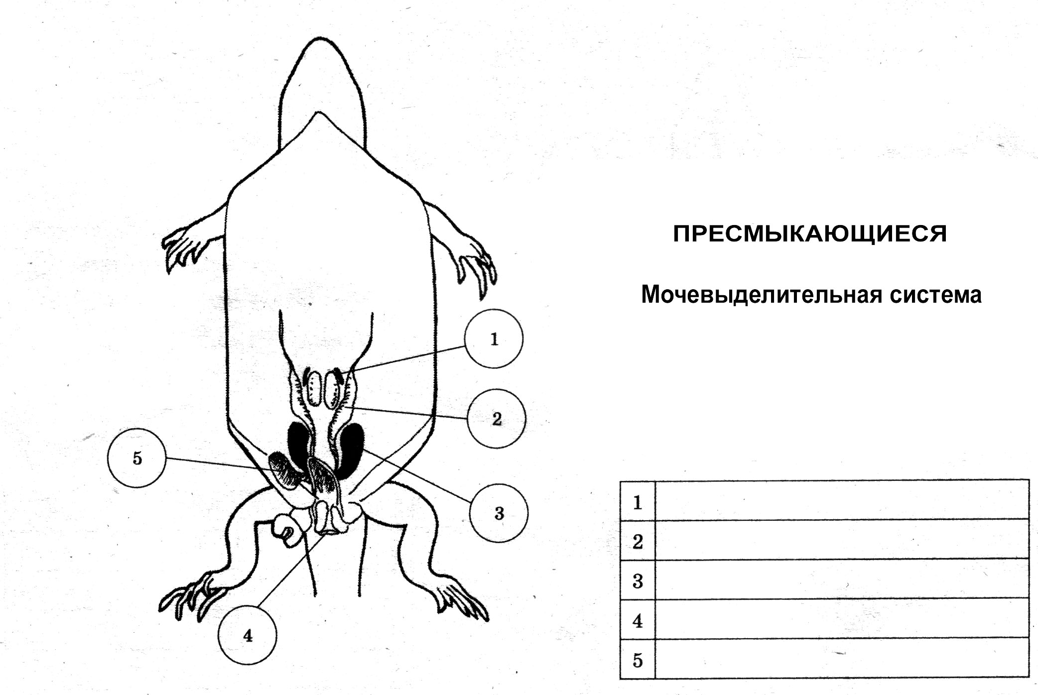 Конспект урока 