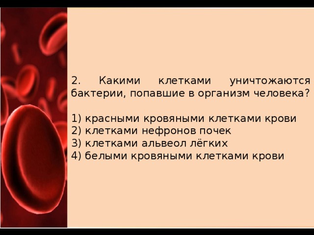 2. Какими клетками уничтожаются бактерии, попавшие в организм человека?   1) красными кровяными клетками крови 2) клетками нефронов почек 3) клетками альвеол лёгких 4) белыми кровяными клетками крови 