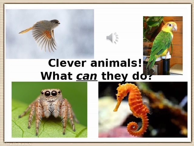 Clever animals 3 класс презентация