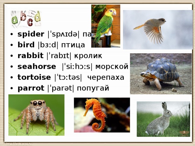 Crawl spider fly bird jump rabbit swim. Spider транскрипция на английском. Паук транскрипция. Паук на английском произношение. Транскрипция английских слов паук.