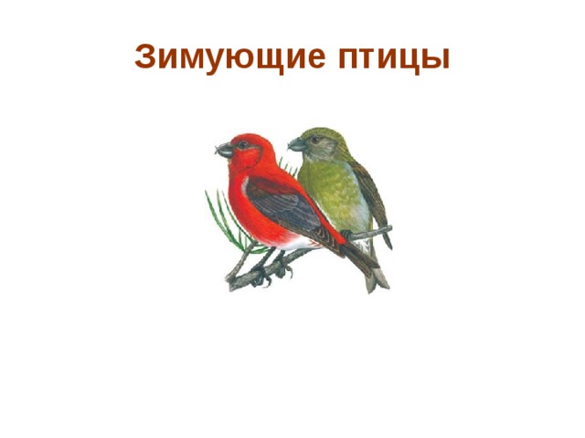 Какому жанру относится изображение птиц животных. Зимующие птицы для детей. Изображение зимующих птиц. Зимующие птицы картинки для детей. Изображения зимующих птиц для детей.