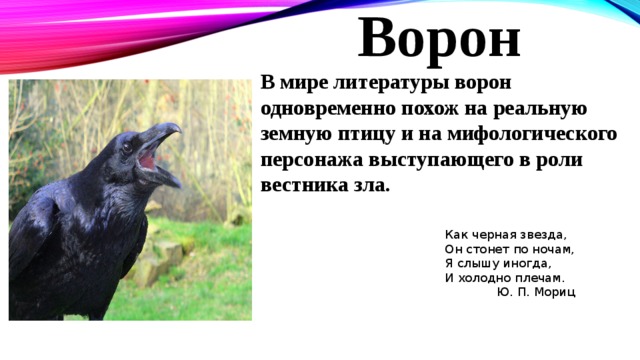 Ворон сколько частей. Образ ворона в литературе. Описание вороны. Вороны в литературе. Образ жизни вороны.