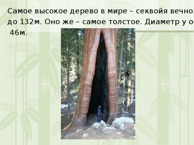Самое высокое дерево в мире – секвойя вечнозелёная, до 132м. Оно же – самое толстое. Диаметр у основания  46м. 