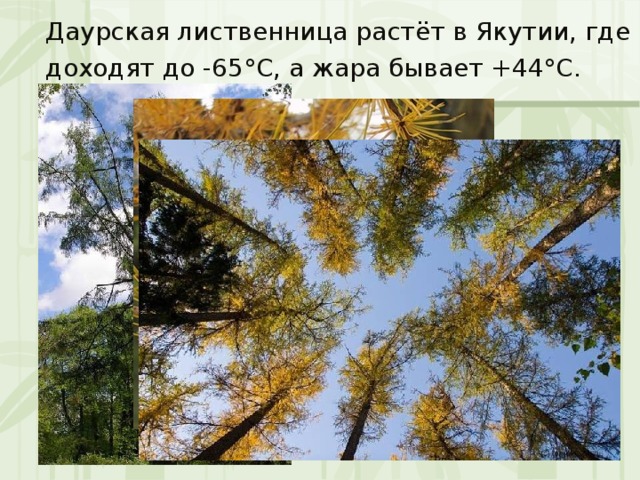 Даурская лиственница растёт в Якутии, где морозы доходят до -65°С, а жара бывает +44°С. 