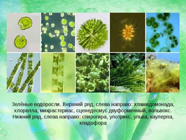 Зелёные водоросли. Верхний ряд, слева направо: хламидомонада, хлорелла, микрастериас, сценедесмус двуформенный, вольвокс. Нижний ряд, слева направо: спирогира, улотрикс, ульва, каулерпа, кладофора