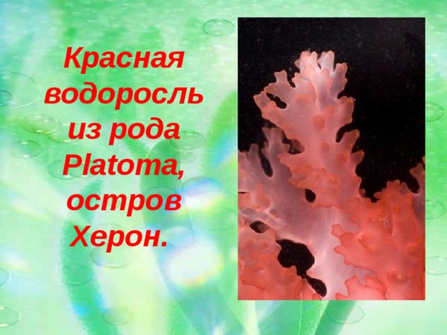 Красная водоросль из рода Platoma, остров Херон.
