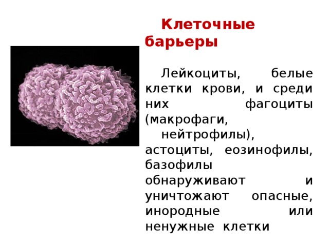Клеточные барьеры Лейкоциты, белые клетки крови, и среди них фагоциты (макрофаги, нейтрофилы), астоциты, еозинофилы, базофилы обнаруживают и уничтожают опасные, инородные или ненужные клетки 