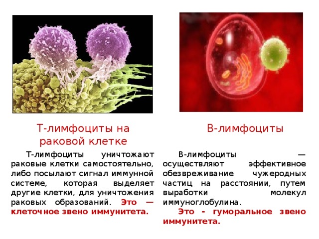 Т-лимфоциты на раковой клетке В-лимфоциты В-лимфоциты — осуществляют эффективное обезвреживание чужеродных частиц на расстоянии, путем выработки молекул иммуноглобулина. Это - гуморальное звено иммунитета. Т-лимфоциты уничтожают раковые клетки самостоятельно, либо посылают сигнал иммунной системе, которая выделяет другие клетки, для уничтожения раковых образований. Это — клеточное звено иммунитета. 