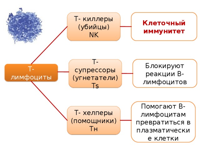 Т- киллеры (убийцы) NK Клеточный иммунитет Т-супрессоры (угнетатели) Т s Блокируют реакции В-лимфоцитов Т-лимфоциты Помогают В-лимфоцитам превратиться в плазматические клетки Т- хелперы (помощники) T н 