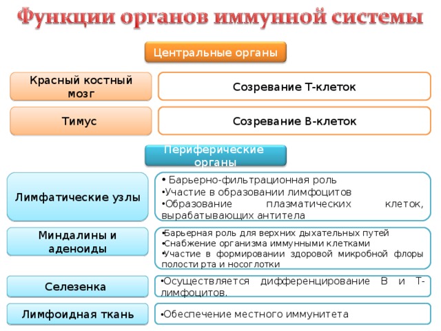 Центральные органы иммунной системы