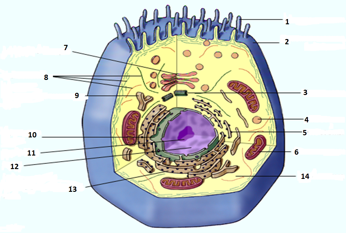 Клетка живого схема. Строение эукариотической клетки животного. Строение эукариотической клетки структура клетки. Схема строения эукариотической клетки. Строение животной клетки эукариот.