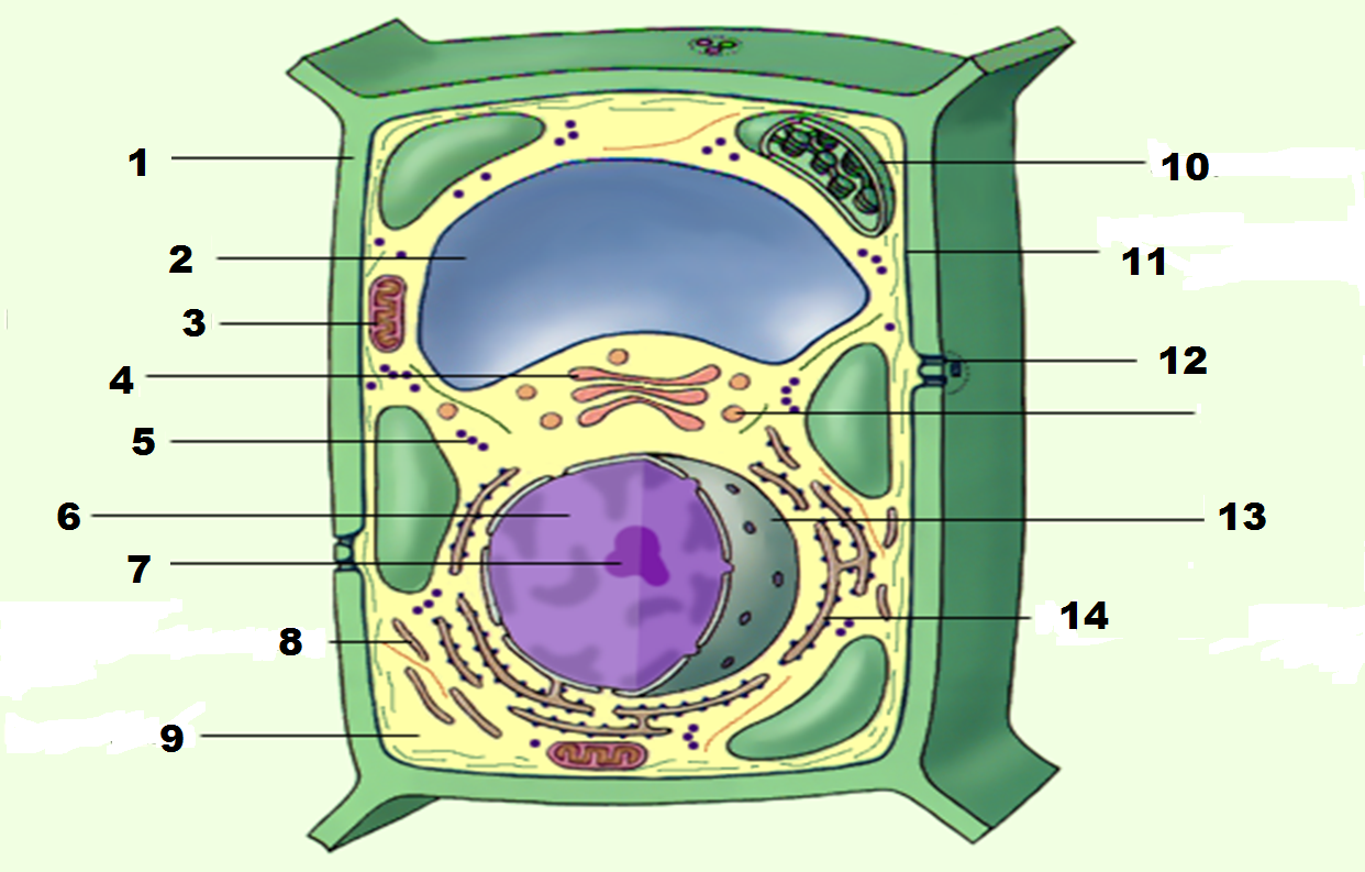 Растительная клетка. Клеточная стенка растений. Стенка растительной клетки. Клеточная стенка растительной клетки содержит. Стенка растительной клетки содержит
