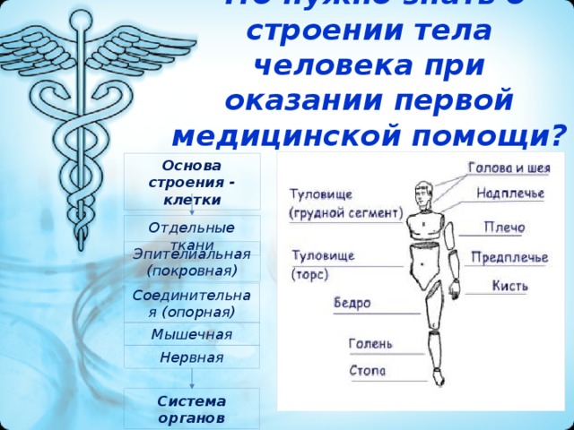 Паспорт проекта организм человека 3 класс