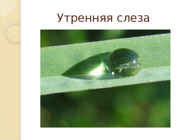 Утренняя слеза 