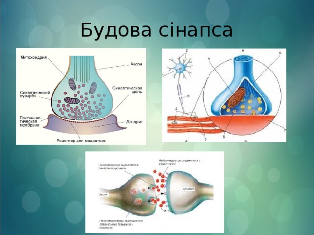 Будова сінапса