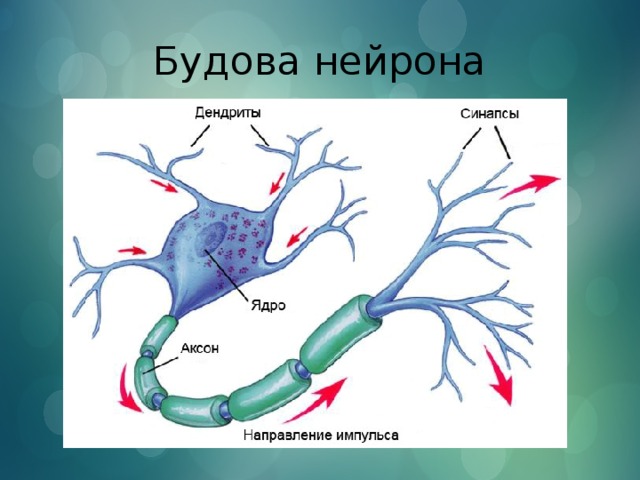 Будова нейрона