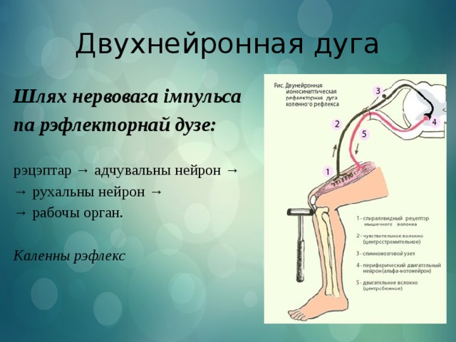 Двухнейронная дуга Шлях нервовага імпульса па рэфлекторнай дузе: рэцэптар → адчувальны нейрон → → рухальны нейрон → → рабочы орган. Каленны рэфлекс