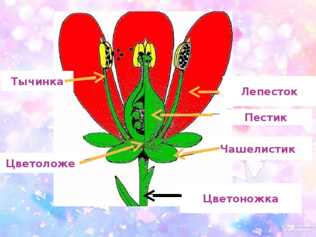 Чашелистик. Что такое чашелистики у цветка. Тычинка пестик цветоложе чашелистик. Пестик тычинка лепесток. Лепесток тычинка пестик чашелистик цветоложе.