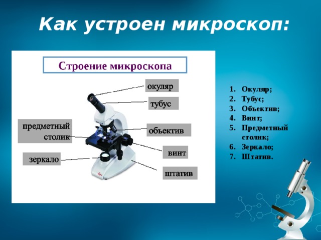 Строение микроскопа 9 класс