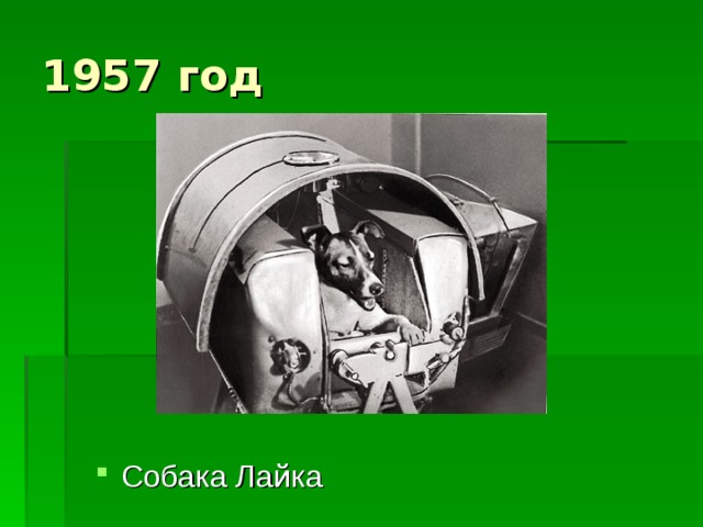 1957 год Собака Лайка 