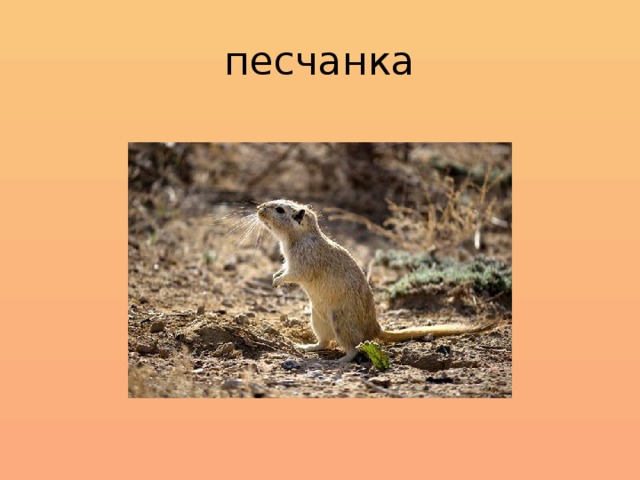 песчанка 