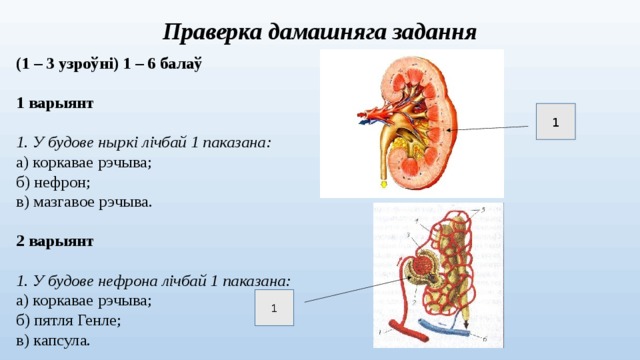 Праверка дамашняга задання (1 – 3 узроўні) 1 – 6 балаў  1 варыянт  1. У будове ныркі лічбай 1 паказана: а) коркавае рэчыва; б) нефрон; в) мазгавое рэчыва. 2 варыянт  1. У будове нефрона лічбай 1 паказана: а) коркавае рэчыва; б) пятля Генле; в) капсула. 1