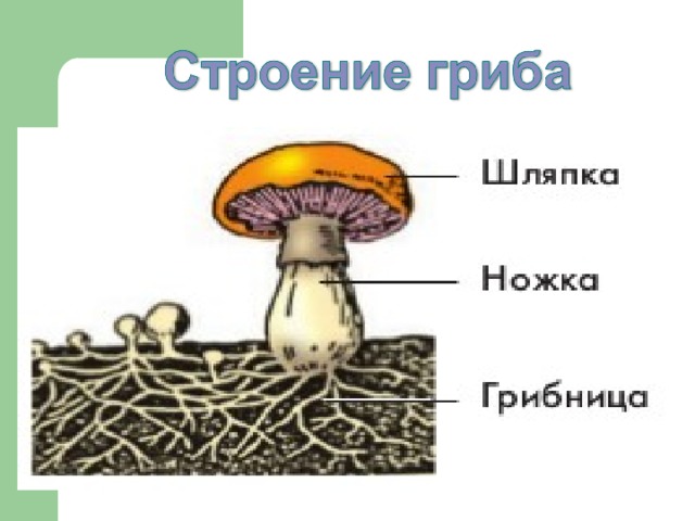 Строение гриба 3 класс окружающий мир