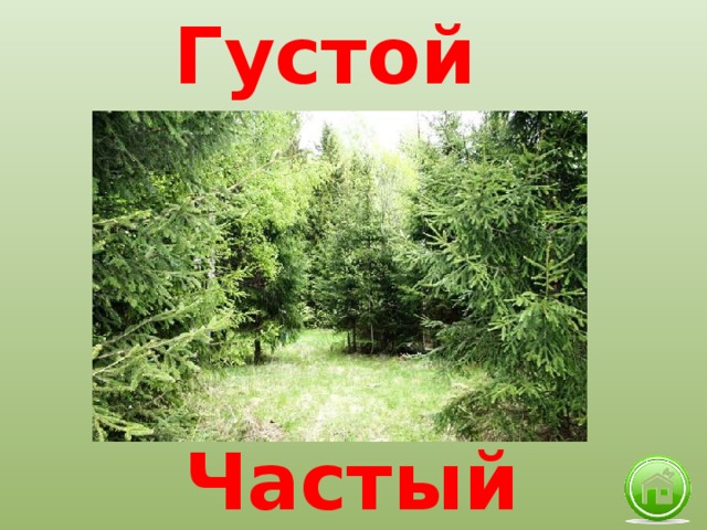 Густой Частый 