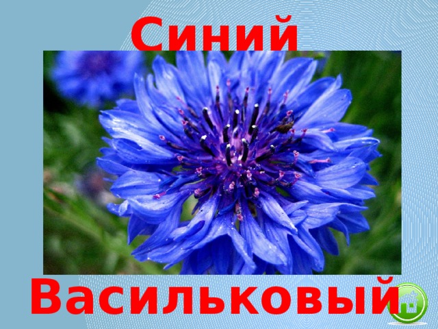 Синий Васильковый 