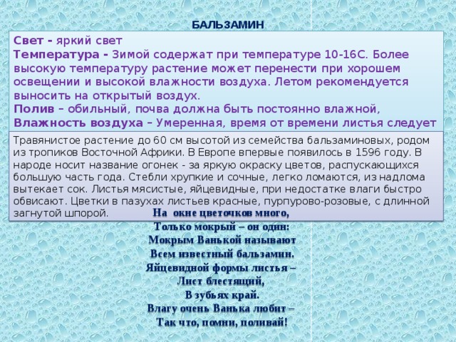 БАЛЬЗАМИН Свет - яркий свет Температура - Зимой содержат при температуре 10-16С. Более высокую температуру растение может перенести при хорошем освещении и высокой влажности воздуха. Летом рекомендуется выносить на открытый воздух. Полив – обильный, почва должна быть постоянно влажной, Влажность воздуха – Умеренная, время от времени листья следует опрыскивать избегая попадания воды на раскрытые цветки. Травянистое растение до 60 см высотой из семейства бальзаминовых, родом из тропиков Восточной Африки. В Европе впервые появилось в 1596 году. В народе носит название огонек - за яркую окраску цветов, распускающихся большую часть года. Стебли хрупкие и сочные, легко ломаются, из надлома вытекает сок. Листья мясистые, яйцевидные, при недостатке влаги быстро обвисают. Цветки в пазухах листьев красные, пурпурово-розовые, с длинной загнутой шпорой. На окне цветочков много,  Только мокрый – он один:  Мокрым Ванькой называют  Всем известный бальзамин.  Яйцевидной формы листья –  Лист блестящий,  В зубьях край.  Влагу очень Ванька любит –  Так что, помни, поливай! 