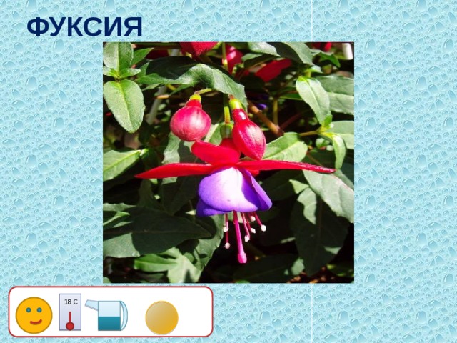 ФУКСИЯ 18 С 21 