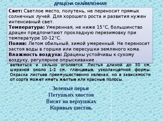 ДРАЦЕНА ОКАЙМЛЕННАЯ Свет: Светлое место, полутень, не переносит прямых солнечных лучей. Для хорошего роста и развития нужен интенсивный свет. Температура: Умеренная, не ниже 15°С, большинство драцен предпочитают прохладную перезимовку при температуре 10-12°С. Полив: Летом обильный, зимой умеренный. Не переносит застоя воды в горшке или пересушки земляного кома. Влажность воздуха: Драцены устойчивы к сухому воздуху, регулярное опрыскивание . Это многолетнее растение, вырастающее до 3 м в высоту, с толстым одревесневающим стеблем, который обычно мало ветвиться и сильно оголяется. Листья длиной до 50 см, шириной около 1-2 см, глянцевые, узколанцетной формы. Окраска листьев преимущественно зеленая, но в зависимости от сорта может иметь желтые или красные полосы.  Зеленые перья Петушьих хвостов Висят на верхушках  Корявых шестов. 