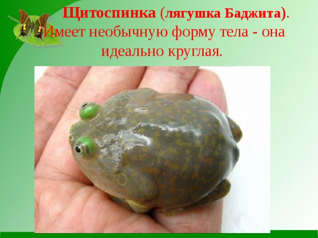 Щитоспинка ( лягушка Баджита ) .  Имеет необычную форму тела - она идеально круглая.