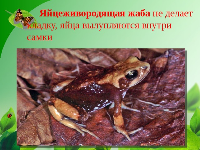 Яйцеживородящая жаба не делает кладку, яйца вылупляются внутри самки