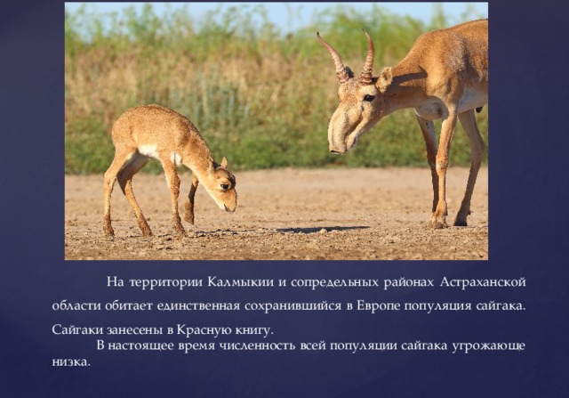  На территории Калмыкии и сопредельных районах Астраханской области обитает единственная сохранившийся в Европе популяция сайгака. Сайгаки занесены в Красную книгу.  В настоящее время численность всей популяции сайгака угрожающе низка. 