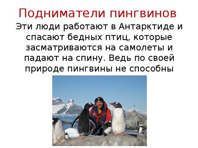 Подниматели пингвинов Эти люди работают в Антарктиде и спасают бедных птиц, которые засматриваются на самолеты и падают на спину. Ведь по своей природе пингвины не способны сами подниматься. 