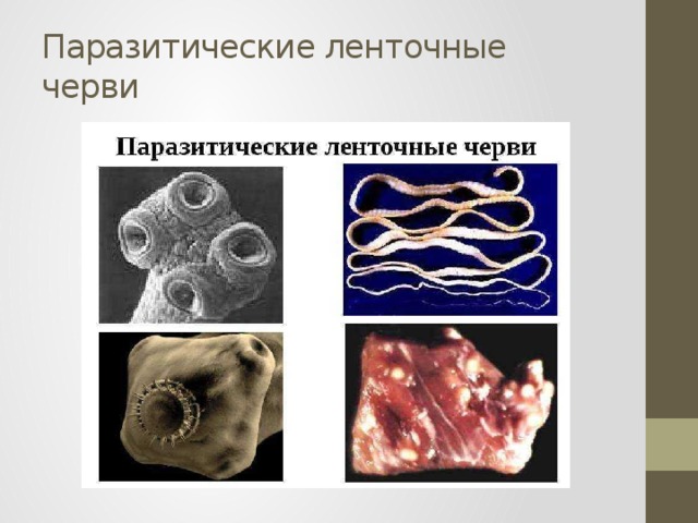 Паразитические ленточные черви 