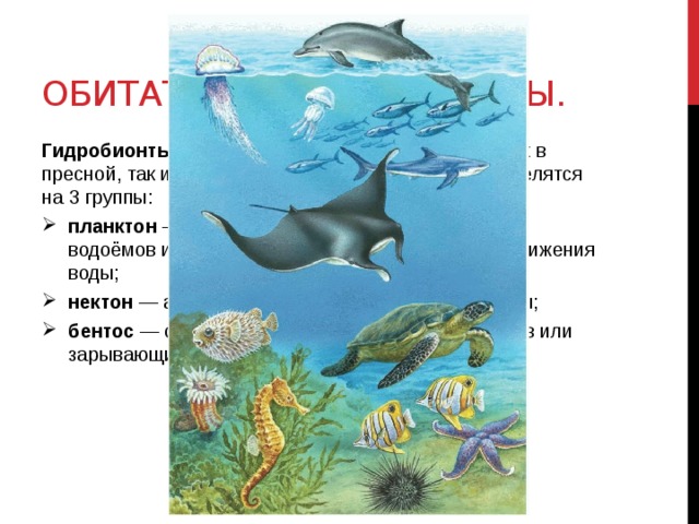 Водная среда обитания организмов 5 класс презентация. Обитатели водной среды обитания. Организмы живущие в водной среде. Животные обитающие в водной среде. Группы обитателей водной среды.