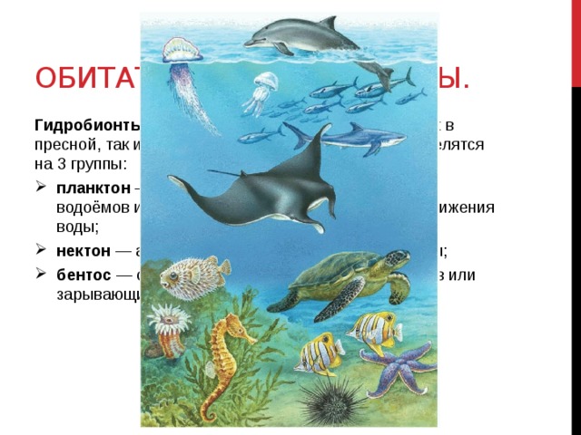 Водная среда обитания 5 класс биология презентация