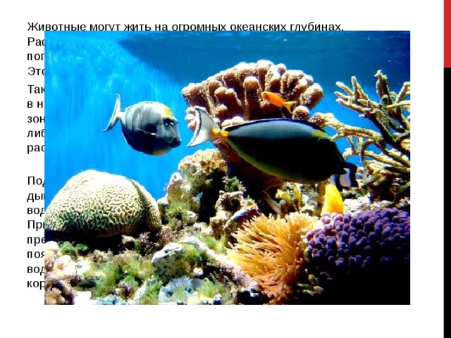 Животные могут жить на огромных океанских глубинах. Растения же выживают только в верхнем слое воды, куда попадает лучистая энергия, необходимая для фотосинтеза. Этот слой называют  фотической зоной . Так как поверхность воды отражает большую часть света, даже в наиболее прозрачных океанских водах толщина фотической зоны не превышает 100 м. Животные больших глубин питаются либо живыми организмами, либо останками животных и растений, постоянно опускающимися вниз из верхнего слоя.  Подобно наземным организмам водные животные и растения дышат, им требуется кислород. Количество растворённого в воде кислорода снижается с увеличением температуры. Причём в морской воде кислород растворяется хуже, чем в пресной. По этой причине воды открытого моря тропического пояса бедны живыми организмами. И, наоборот, полярные воды богаты планктоном — мелкими рачками, которыми кормятся рыбы и крупные китообразные. 