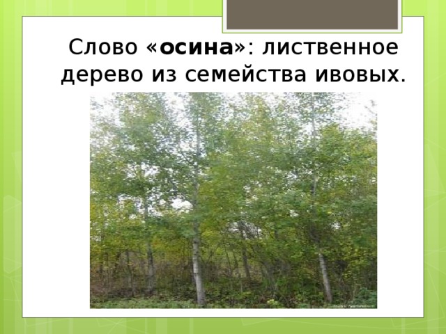 Слово « осина »: лиственное дерево из семейства ивовых. 