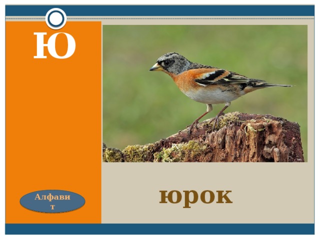 Животное на букву ю. Загадка про птицу Юрок. Загадка про Юрок. Загадка про Юрка. Юрок загадка для детей.