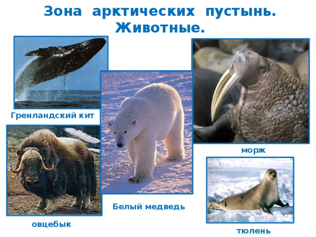 Зона арктических пустынь. Животные. Гренландский кит морж Белый медведь овцебык тюлень