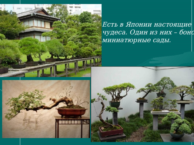 Есть в Японии настоящие чудеса. Один из них – бонсай - миниатюрные сады. 