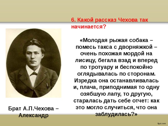 Рассказ какой большой. Молодая рыжая собака помесь такса с дворняжкой очень похожая мордой. Них какой то рассказ. Молодая рыжая собака а п Чехов изложения. С каким рассказом похож студент.