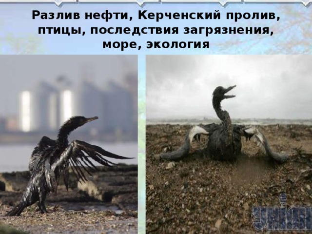 Разлив нефти, Керченский пролив, птицы, последствия загрязнения, море, экология 